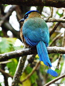 Blue crowned motmot - Costa Rica